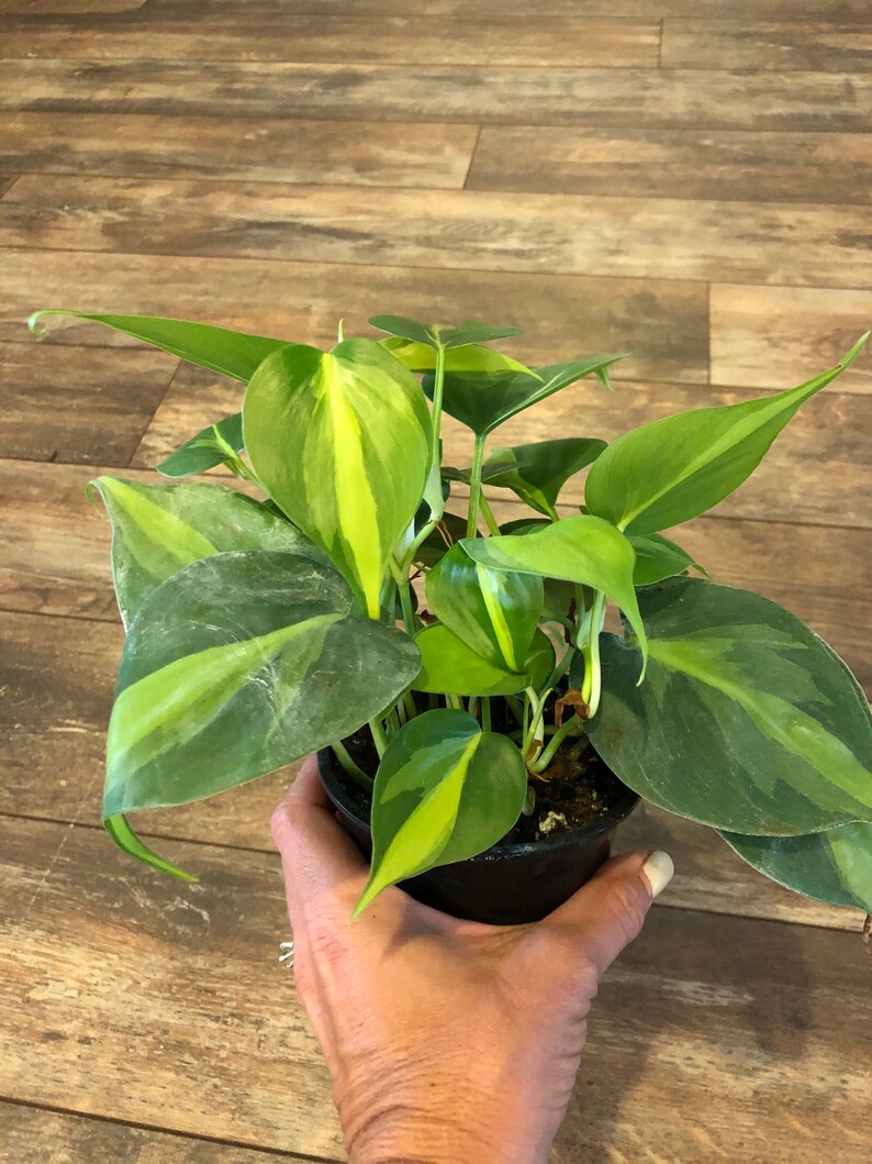 Philodendron scandens Brasil  4 inch pot FREE SHIPPING image 5