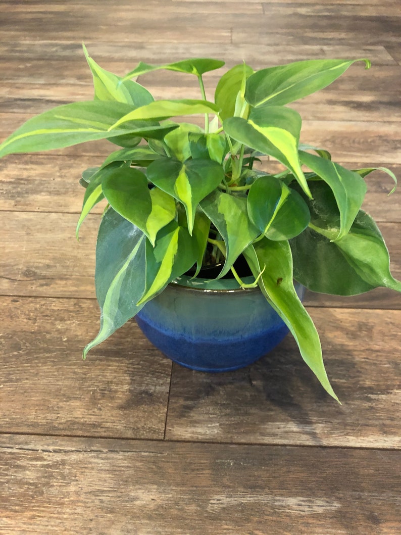 Philodendron scandens Brasil  4 inch pot FREE SHIPPING image 3