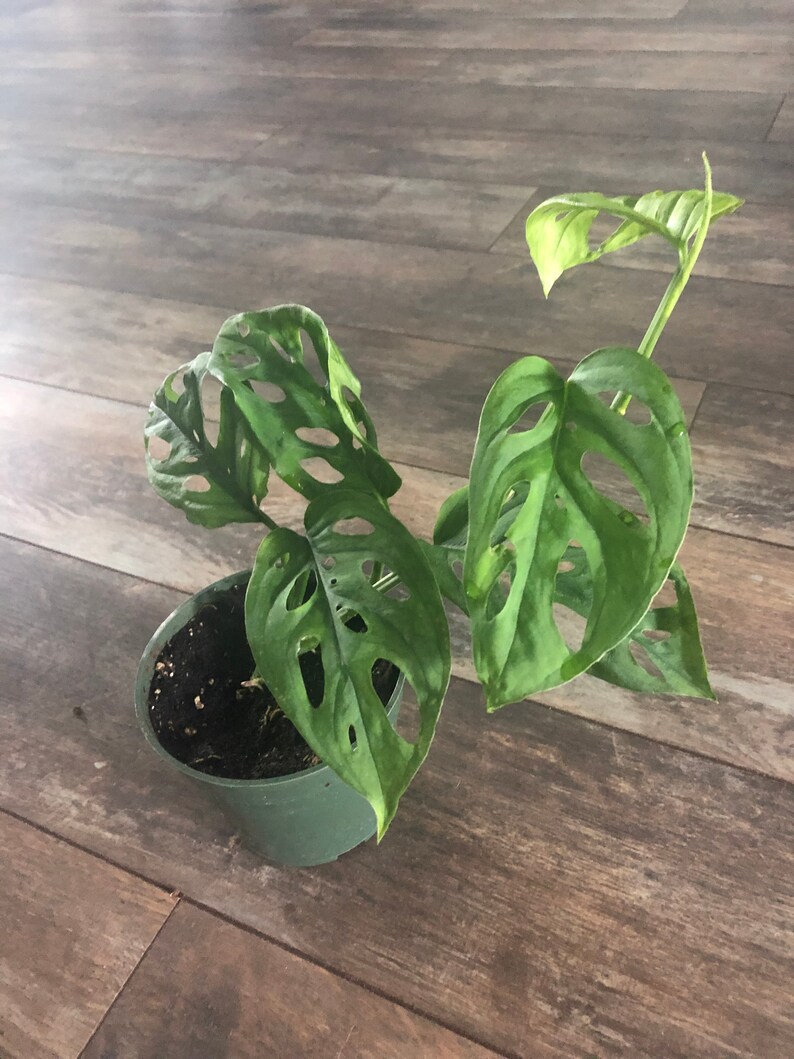 Monstera Adansonii swiss Cheese Plant/ Wide Form /3 Sizes/ - Etsy