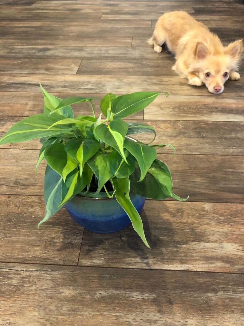 Philodendron scandens Brasil  4 inch pot FREE SHIPPING image 2