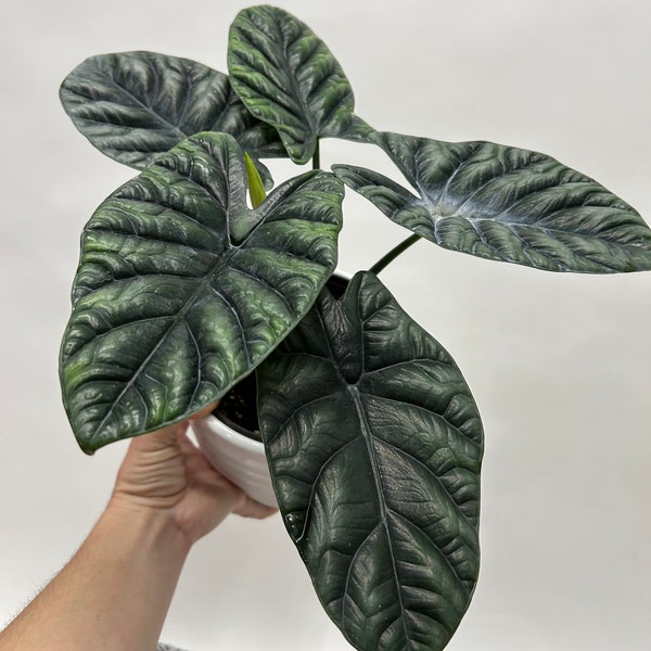 Alocasia sinuata "Quilted Dreams" /4 or 6 inch pot/ FREE SHIPPING