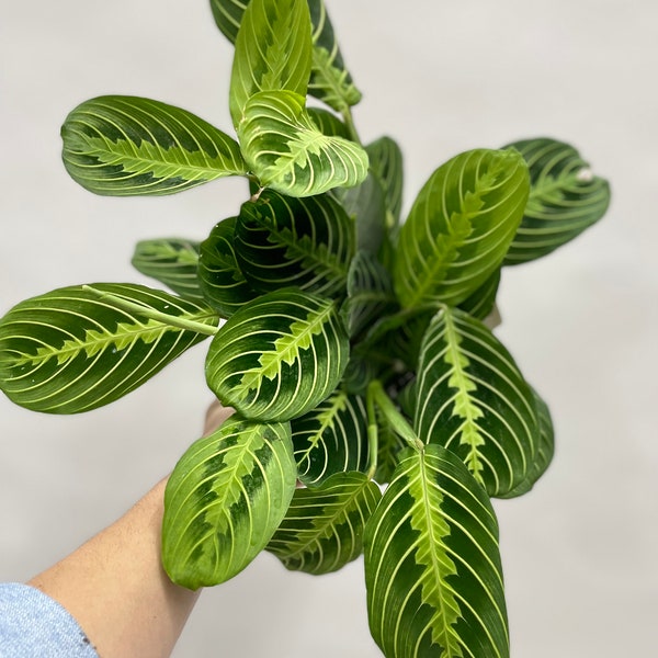 Maranta "Lemon Lime" aka: Prayer Plant /4 or 6 inch pot/ FREE SHIPPING