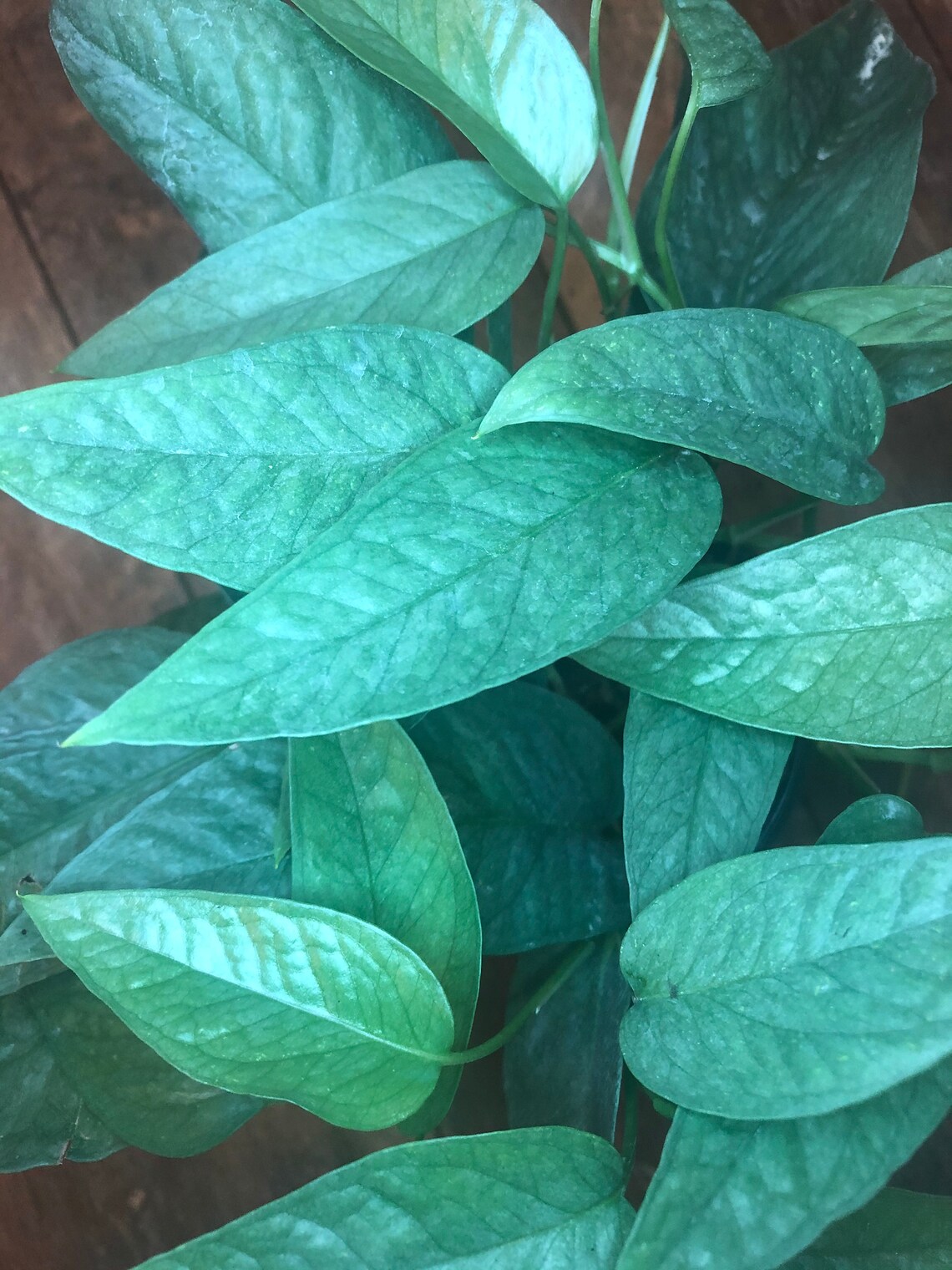 RARE: Pothos Cebu Blue Epipremnum pinnatum also known as Etsy
