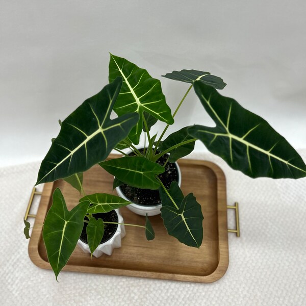 Alocasia Frydek / 4" or 6" inch pot/ FREE SHIPPING