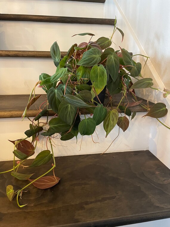 4 in Pot Philodendron Micans Plants Ferns, Grasses & Bamboo