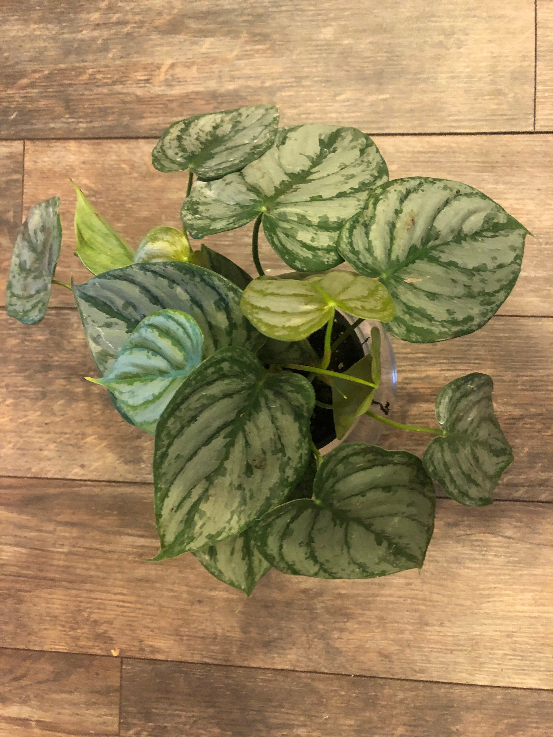 Rare Philodendron Brandtianum Brandi Aka Silver Etsy