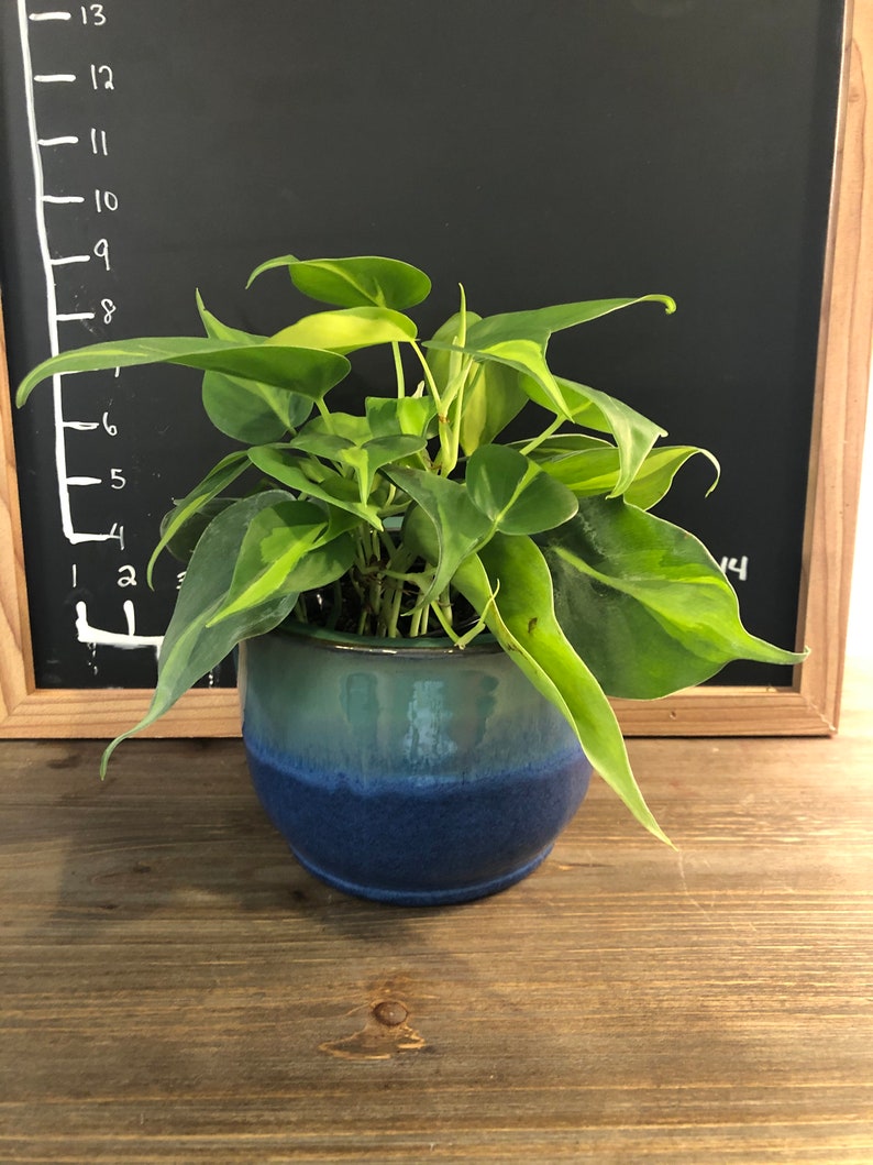 Philodendron scandens Brasil  4 inch pot FREE SHIPPING image 1