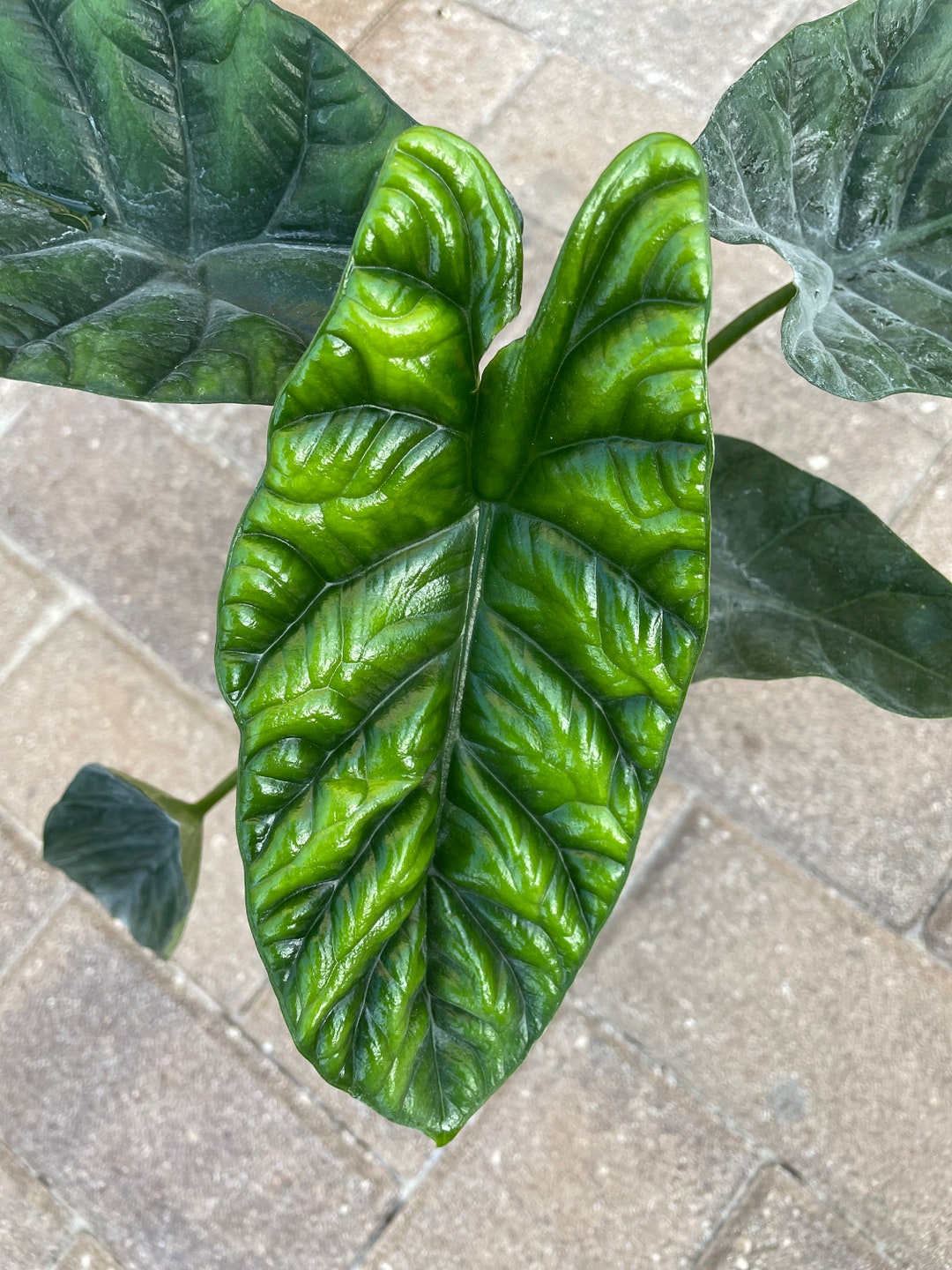 Alocasia Quilted Dreams Care