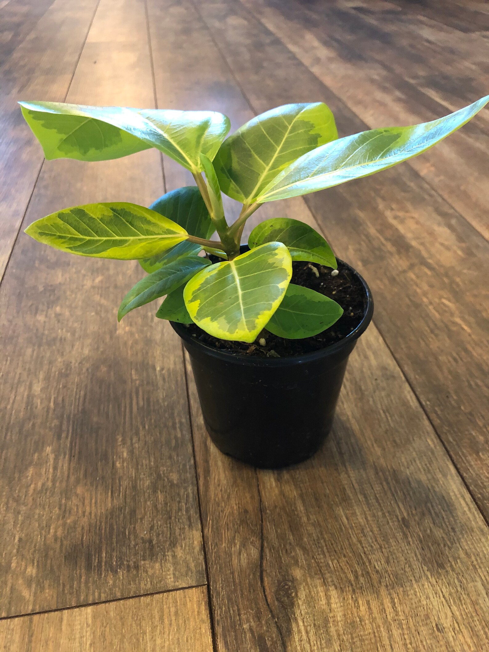 Ficus altissima Yellow Gem akaRubber tree /4 or 6 Etsy