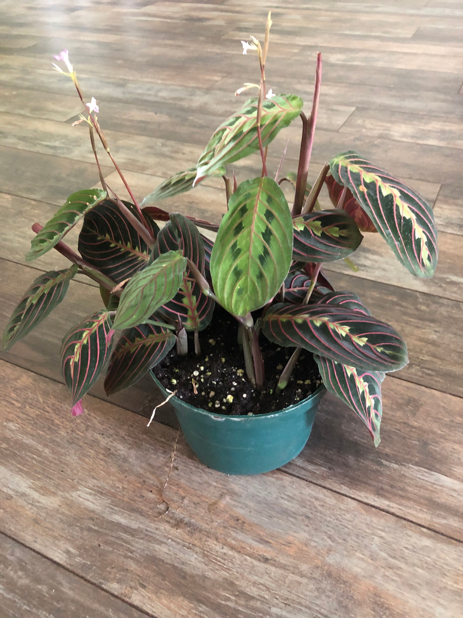 Red Prayer Plant Maranta /4 inch or 6 inch pot/ Etsy
