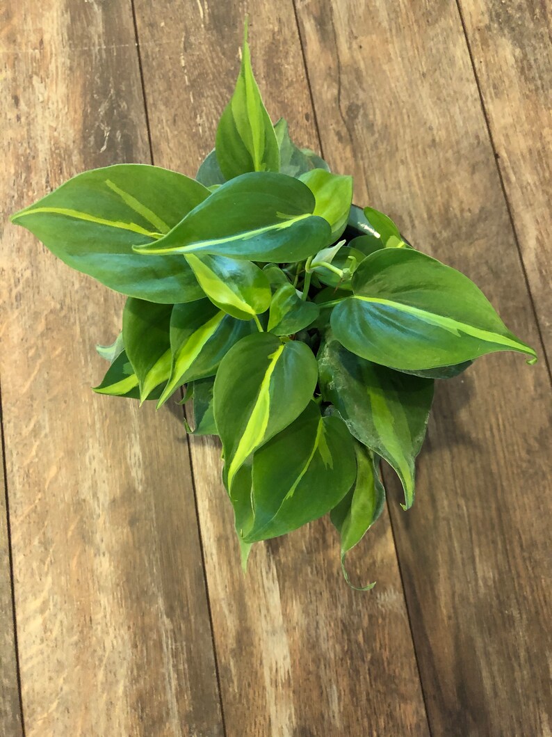 Philodendron scandens Brasil  4 inch pot FREE SHIPPING image 0