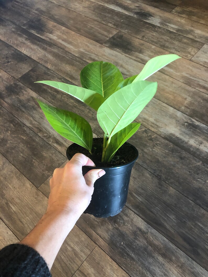 Ficus altissima Yellow Gem akaRubber tree Etsy France