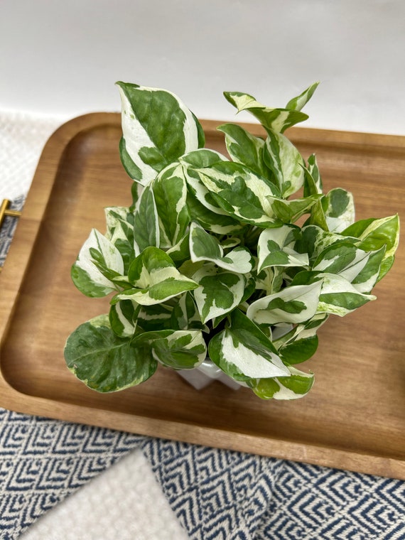 Pothos N'Joy / 4" pot / FREE SHIPPING