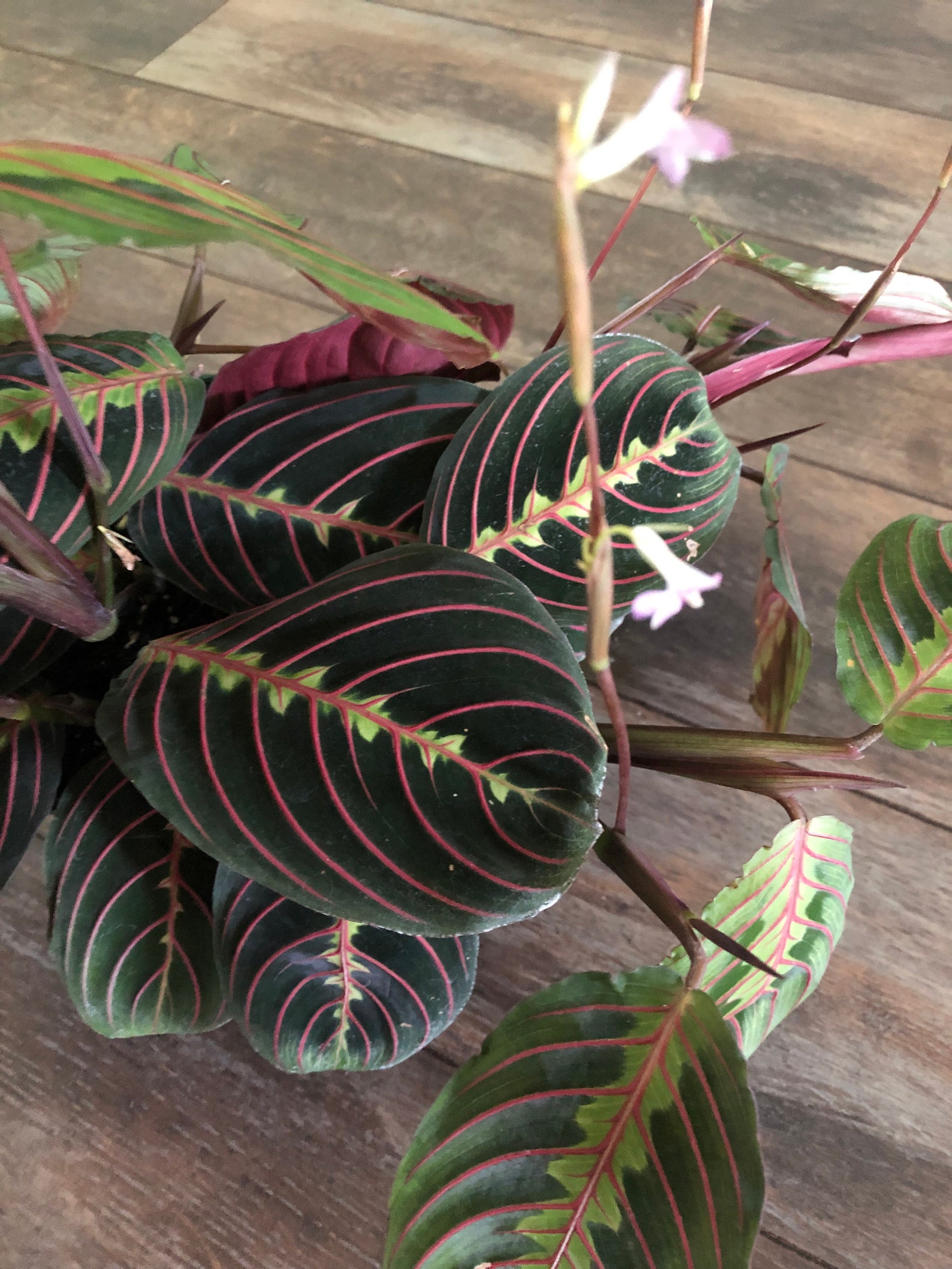 Red Prayer Plant Maranta /4 inch or 6 inch pot/ Etsy