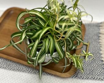 Bonnie "Curly" Spider plant /4 pot sizes/ FREE SHIPPING