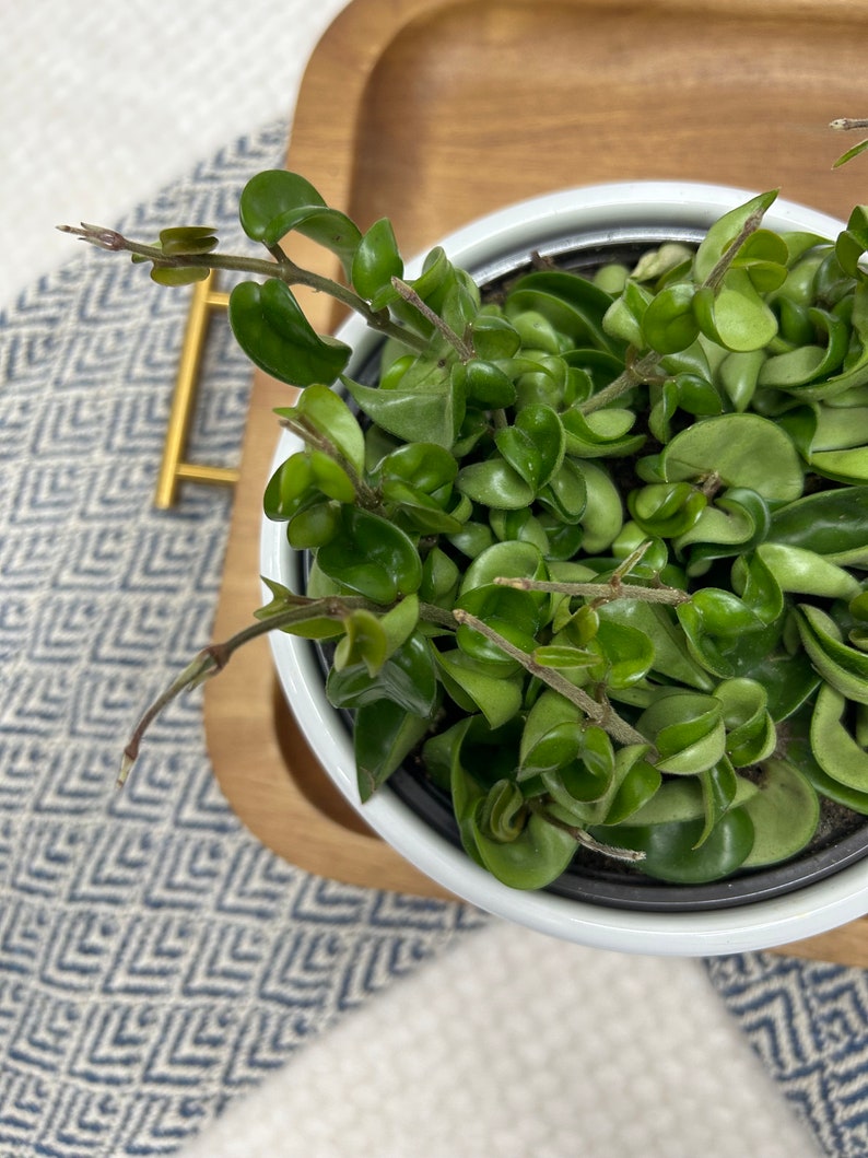 Hoya Carnosa Compacta hindu Rope /3 Pot Sizes / Etsy