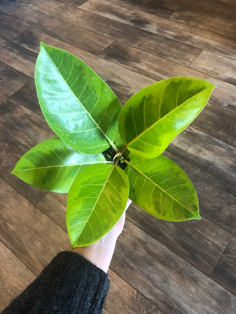 Ficus altissima Yellow Gem akaRubber tree /4 or 6 Etsy