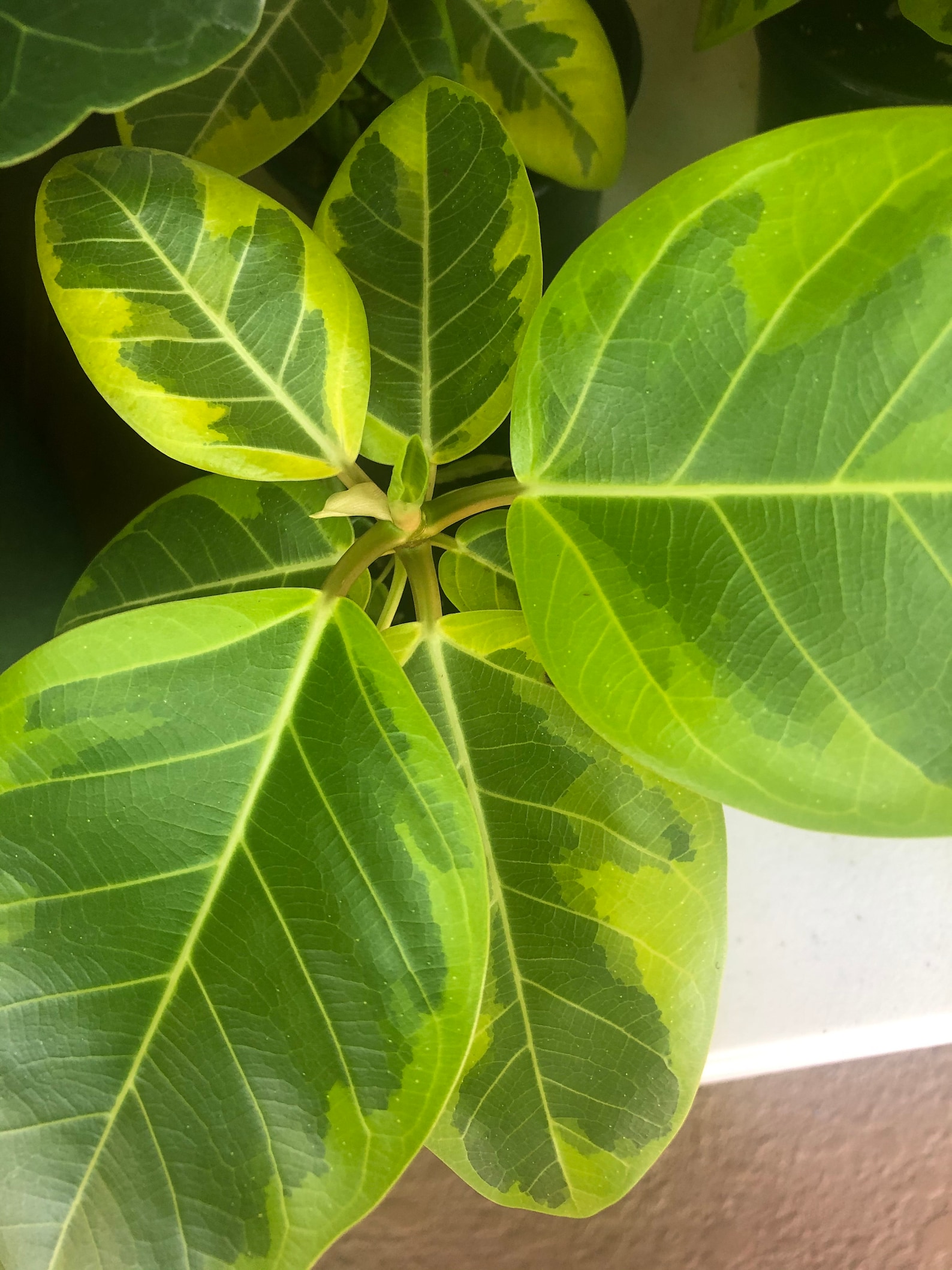 Ficus altissima Yellow Gem akaRubber tree /4 or 6 Etsy