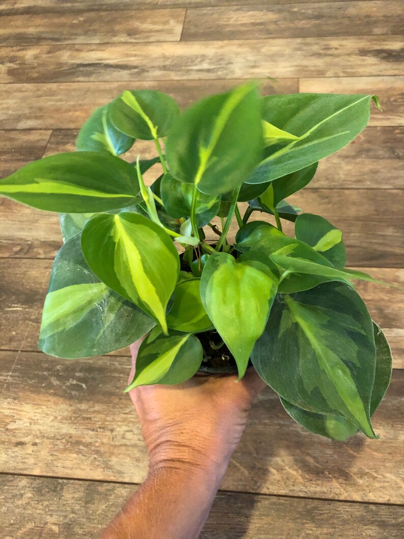 Philodendron scandens Brasil  4 inch pot FREE SHIPPING image 4