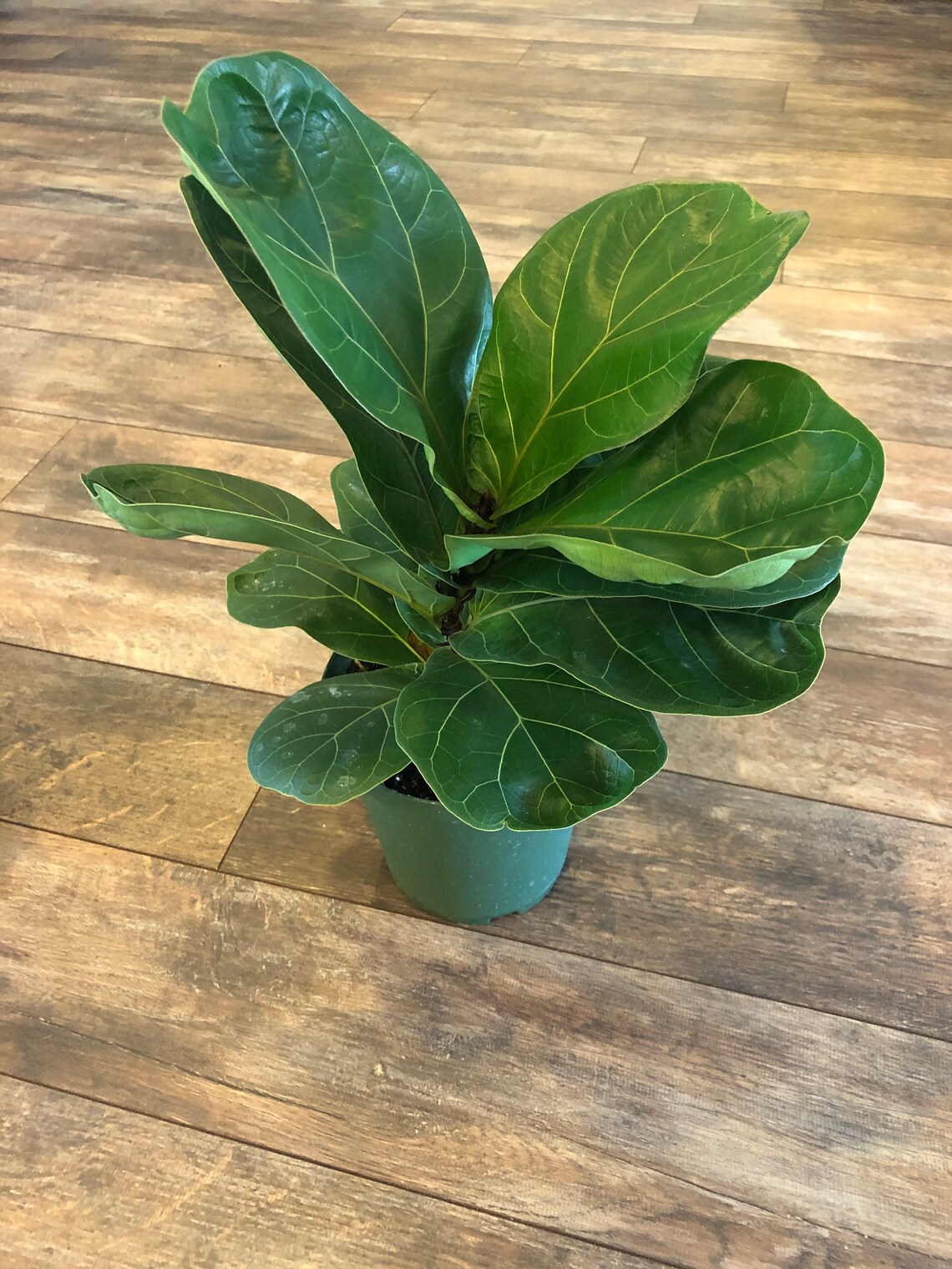 Ficus Lyrata little Sunshine /6 Inch Pot/ FREE SHIPPING - Etsy