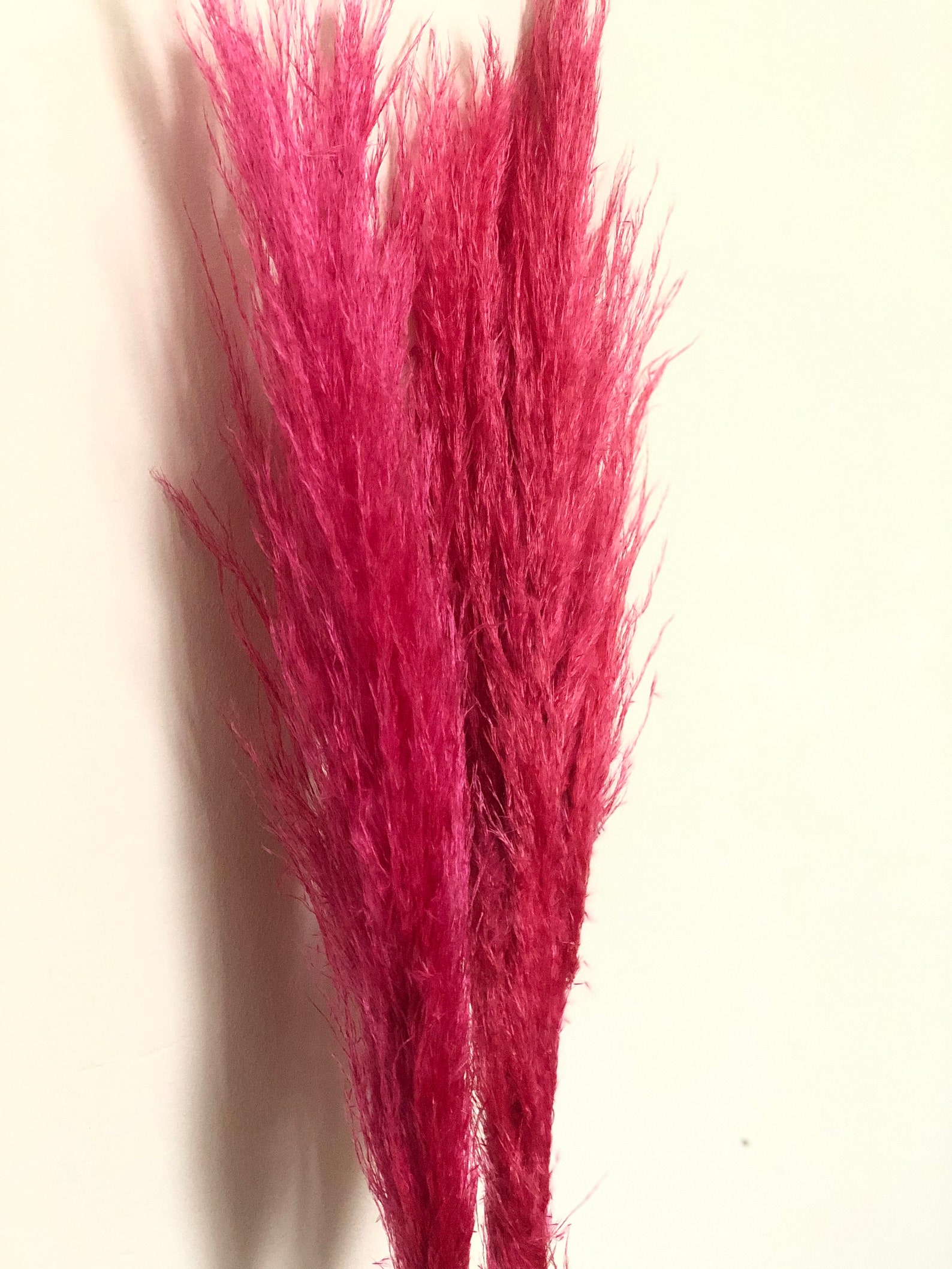 Pink Pampas Large Pampas Grass Dried Flowers Dried Etsy UK