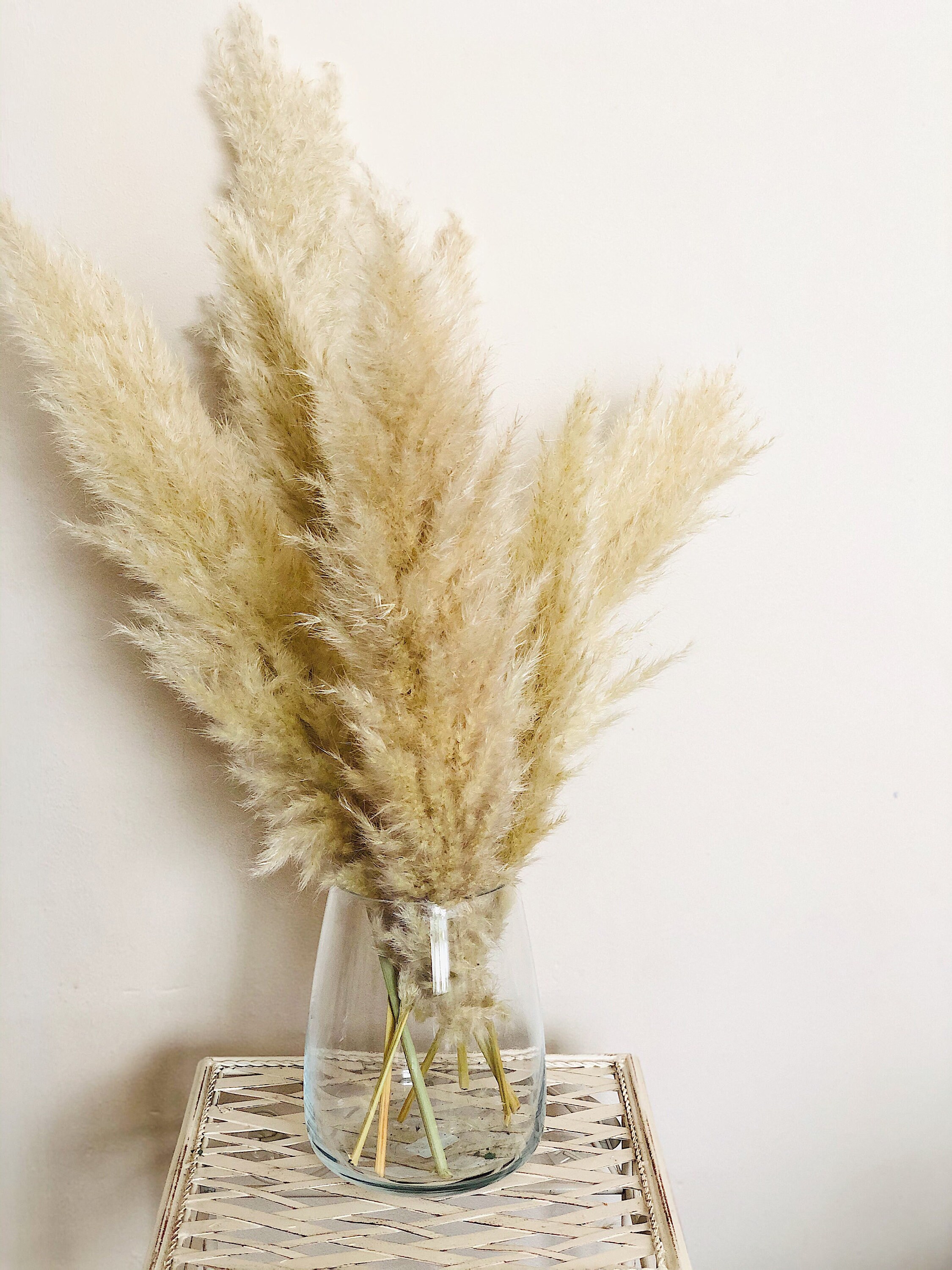 Natural Pampas Fluffy Pampas Grass Large Pampas Grass Etsy UK