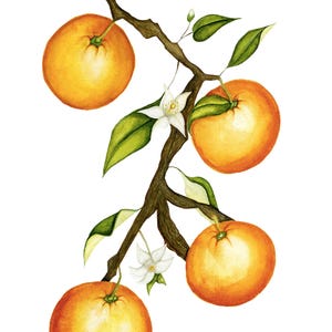 Orange Branch Watercolour Print