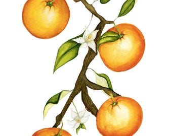 Orange Branch Watercolour Print