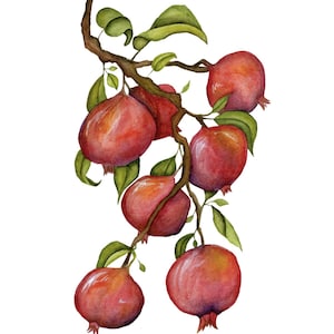 Pomegranates Watercolour Print