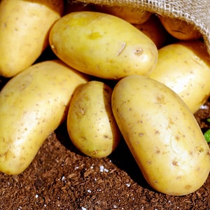 May include: A close-up of a burlap sack filled with yellow potatoes. The potatoes are arranged in a pile, with some spilling out of the sack.