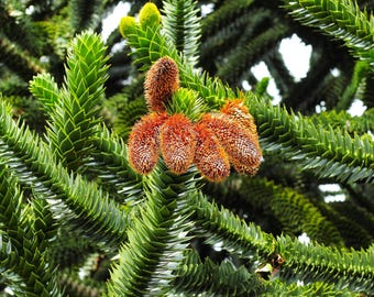 DirtSeedCo - Chilean Pine (Puzzle) Tree Seeds - 5+ Count -  For 2026 Planting, Home Gardening, Hobby Farming