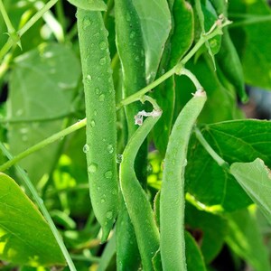 DirtSeedCo - Kentucky Wonder Grüne Bohne (Pole) Samen - 30 + Count - Für 2026 Pflanzen, Hausgartenarbeit, Hobbylandwirtschaft