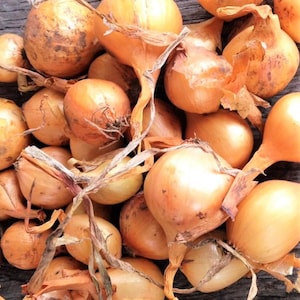 May include: A close-up of a pile of small, brown onions with their dry, papery skins. The onions are arranged in a random pattern, with some of the onions overlapping each other.