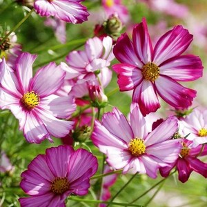 DirtSeedCo - Candy Stripe Cosmos Samen - 2000+ Count - Für 2026 Pflanzen, Hausgartenarbeit, Hobbylandwirtschaft