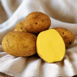 May include: Four yellow potatoes, one cut in half to reveal the yellow flesh. The potatoes are on a white linen surface.