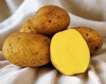 German Butterball Seed Potatoes For Planting - Grow Your Own Gold Yukon Yellow Potato Seeds for Growing Gardening For 2026 Free Shipping