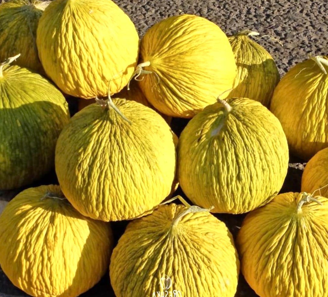 Dirtseedco - Golden Beauty Casaba Melon Seeds - 100+ Count - for 2026 ...