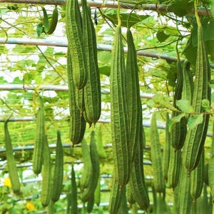 May include: A collection of fresh, green loofah gourds hanging from a trellis. The gourds are long and cylindrical, with a ridged texture. The image is taken outdoors, with green foliage in the background.