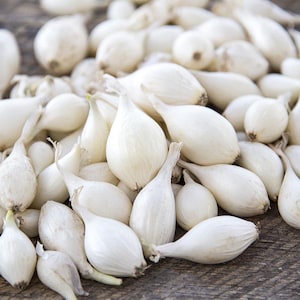 May include: A close-up of a pile of white garlic cloves. The garlic cloves are small and have a pointed shape.