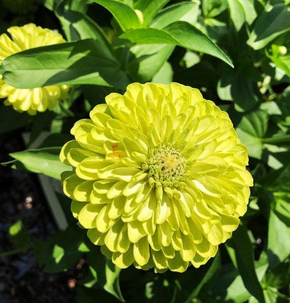 DirtSeedCo - Envy Lime Green Zinnia Seeds - 1,000+ Count -  For 2026 Planting, Home Gardening, Hobby Farming