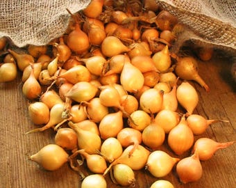 Stuttgarter Yellow Onion Sets For Planting - Starter Bulbs Growing Home Farm Gardening Grow Your Own - For 2026 Free Shipping