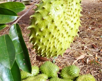 DirtSeedCo - Soursop Tree Seeds - 10+ Count -  Fresh For 2026 Planting, Home Gardening, Hobby Farming, Sustainability, Clean, Healthy Living