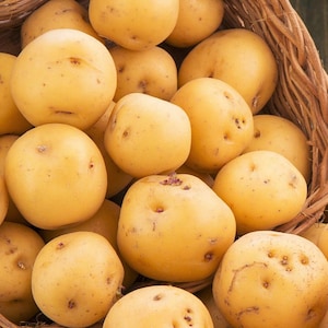 May include: A basket filled with yellow potatoes. The potatoes are smooth and have a slightly rough texture.
