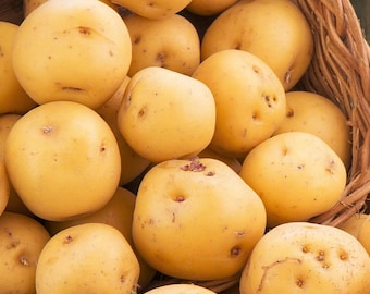 Kennebec Seed Potatoes For Planting - White Potato Seeds for Home Growing Gardening For 2026 Free Shipping
