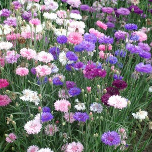 DirtSeedCo - Polka Dot Mix Zwerg Bachelor Knopf Samen - über 1000 Anzahl - Für 2026 Pflanzen, Hausgarten, Hobbylandwirtschaft