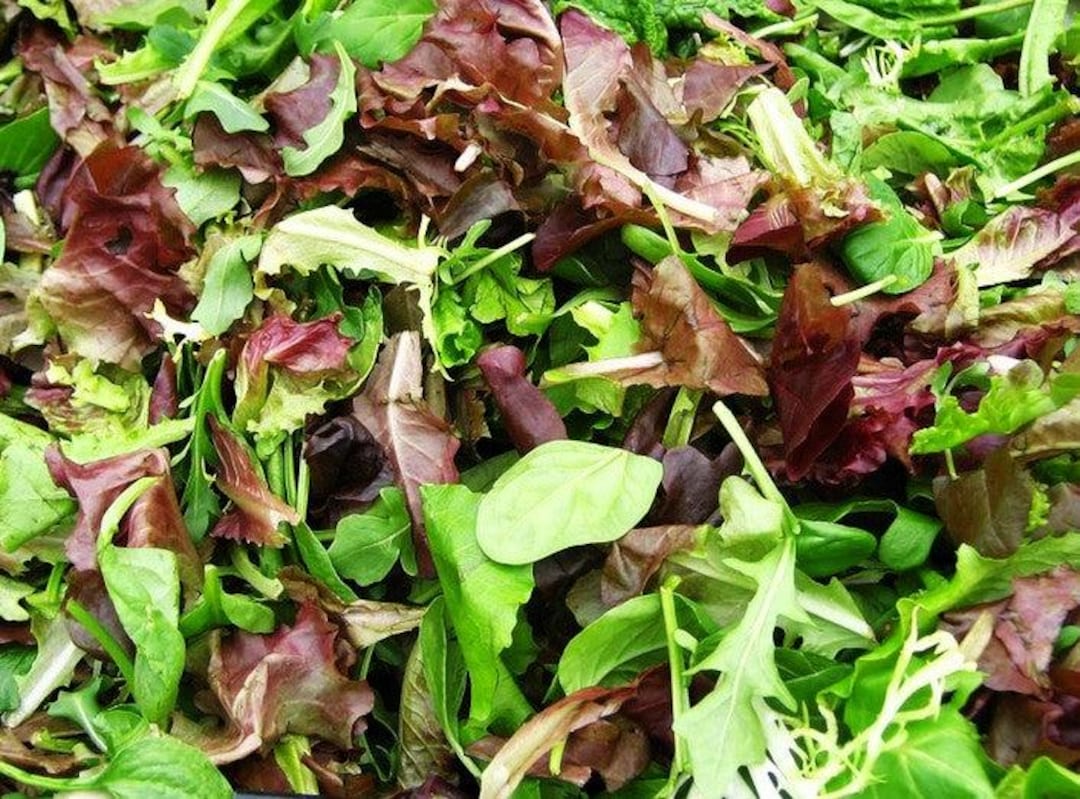 Spring Mix Letuce Dirtseedco - Mesclun Mix Lettuce (spring Mix) Seeds - 2,000 Count - for ...