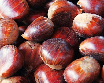 DirtSeedCo - Sweet Chestnut Tree or European x Japanese Hybrid Seeds - 6+ Count -  For 2026 Planting, Home Gardening, Hobby Farming
