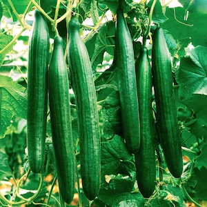 DirtSeedCo - English Telegraph Verbesserte burpless Gurkensamen - 30+ Count - Für 2026 Pflanzen, Hausgartenarbeit, Hobbylandwirtschaft