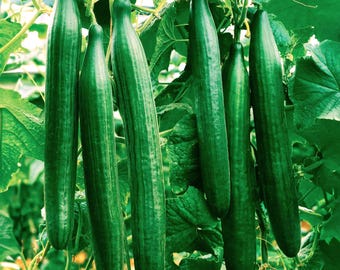 DirtSeedCo - English Telegraph Improved Burpless Cucumber Seeds - 30+ Count -  For 2026 Planting, Home Gardening, Hobby Farming