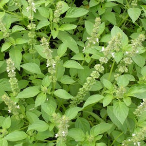 DirtSeedCo - Limetten-Basilikumsamen - 1500+ Count - Frisch Für 2026 Pflanzen, Hausgartenarbeit, Hobbylandwirtschaft, Nachhaltigkeit, sauberes, gesundes Leben